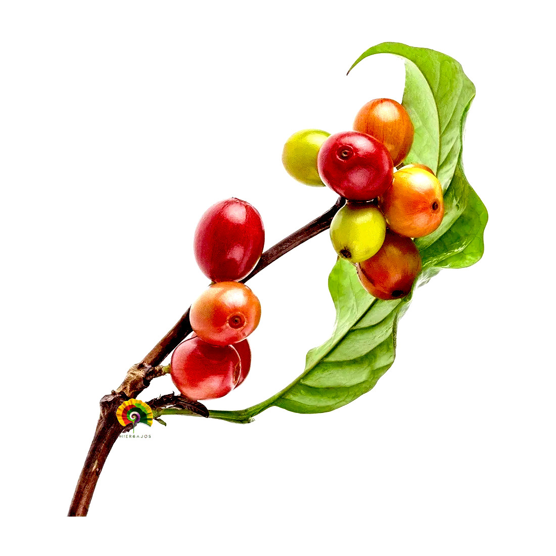 Coffea arabica var. nana - Cafeto arábigo enano - 10 semillas 