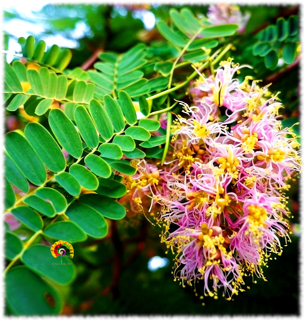 Acacia arabica - Goma arábiga - 10 semillas
