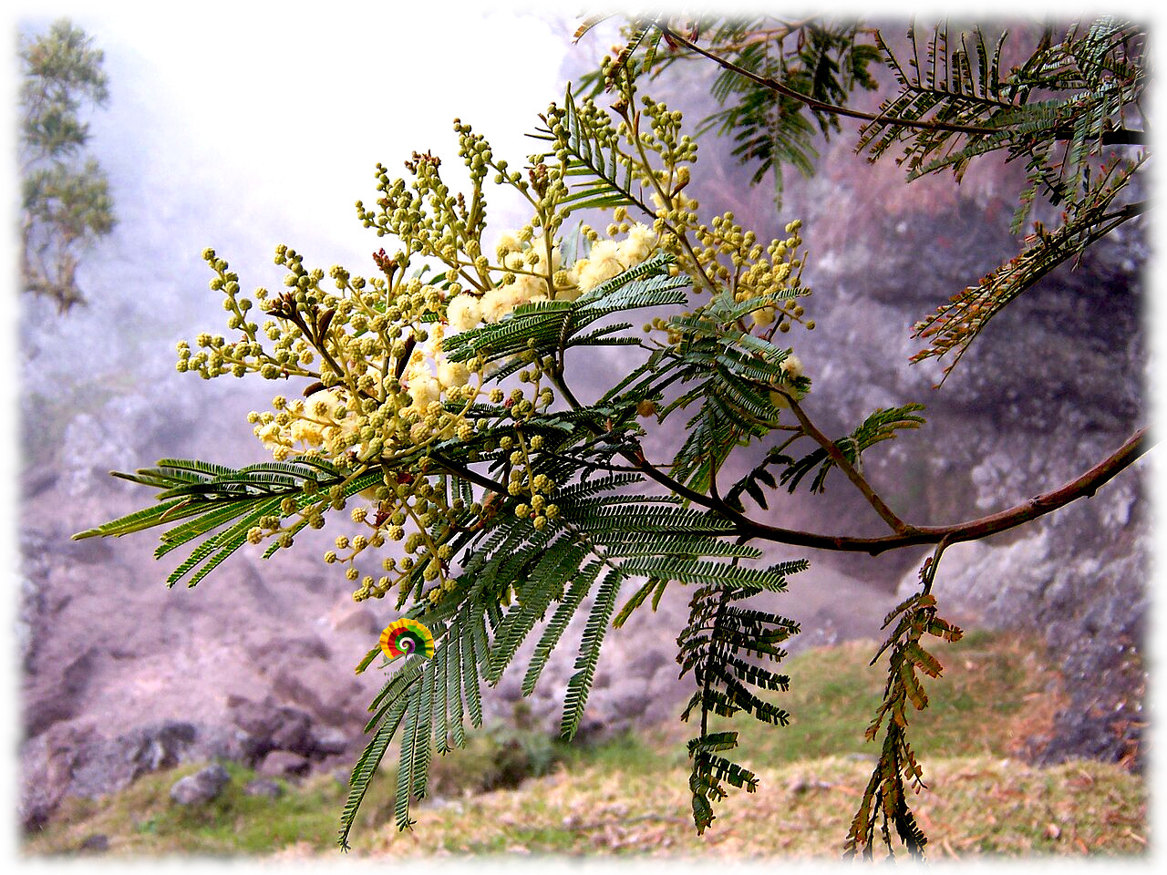 Acacia mearnsii - Acacia Negra - 10 semillas