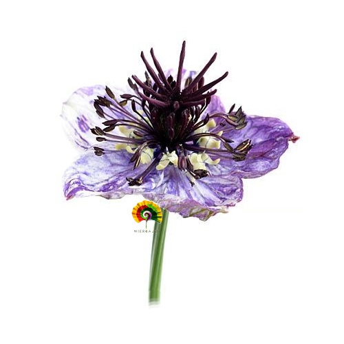 Nigella hispanica - Agenuz - 500 semillas