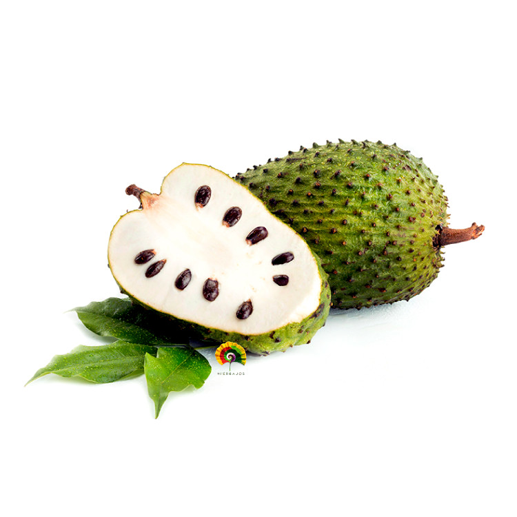 Annona muricata - Guanábana - 5 semillas