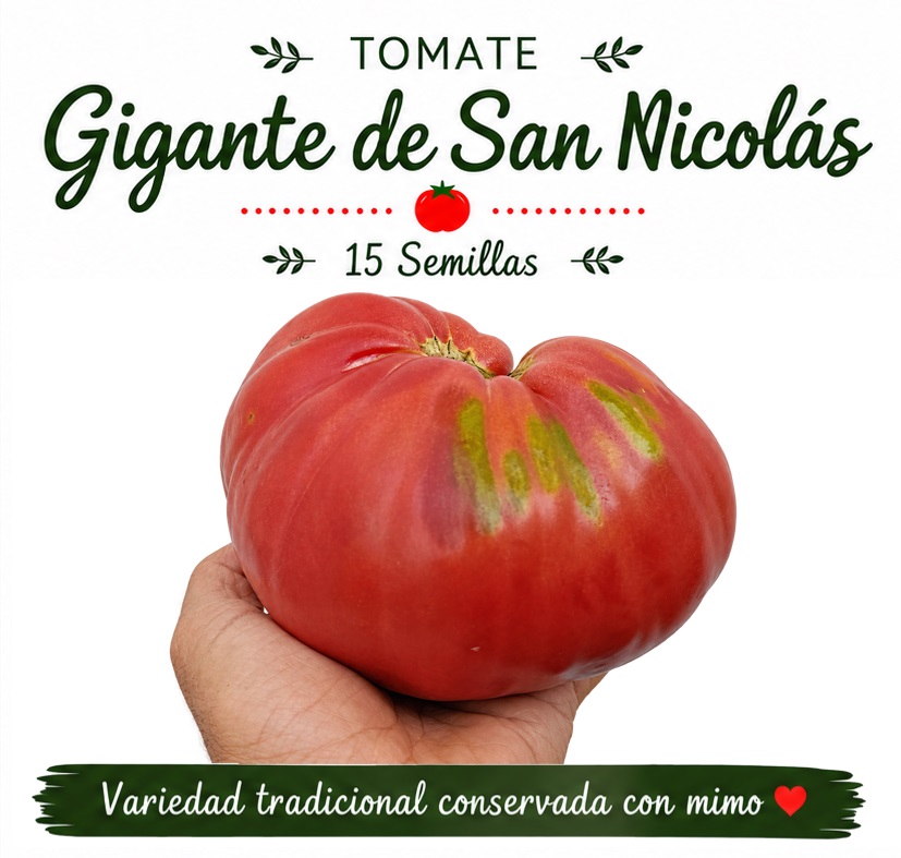 Tomate Gigante de San Nicolás - 15 Semillas