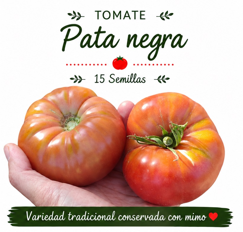 Tomate Pata Negra Madroñal - 15 Semillas 