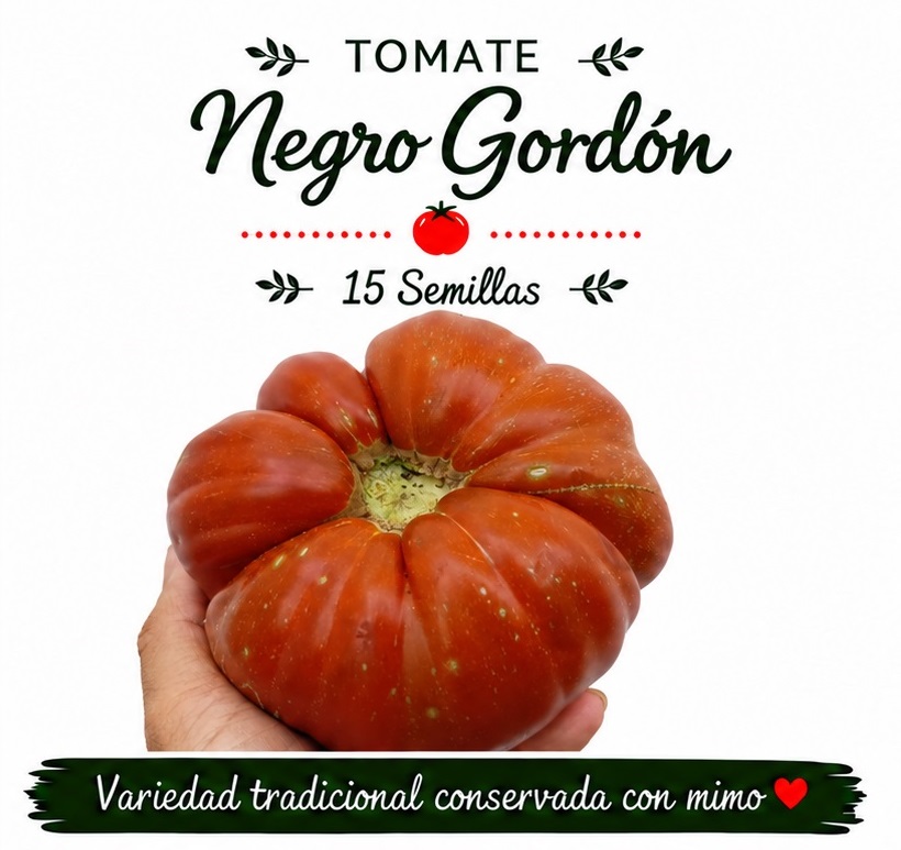 Tomate Negro Gordón – 15 semillas
