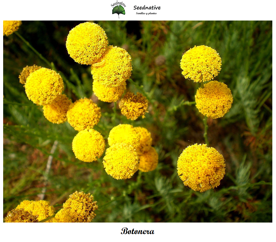 Santolina rosmarinifolia - Botonera - 500 semillas