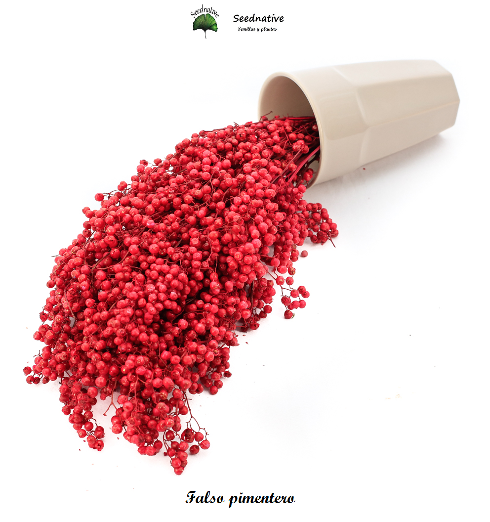 Schinus molle - Falso pimentero - 100 semillas - California Peppertree 