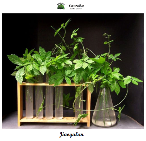 Jiaogulan - Gynostemma pentaphyllum - 50 semillas