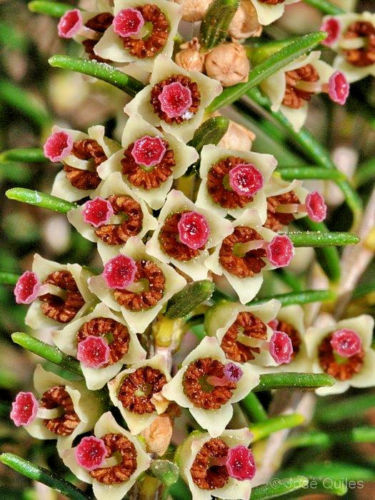 Erica scoparia - Brezo de escobas - 3000 semillas -  Spanish Heather 