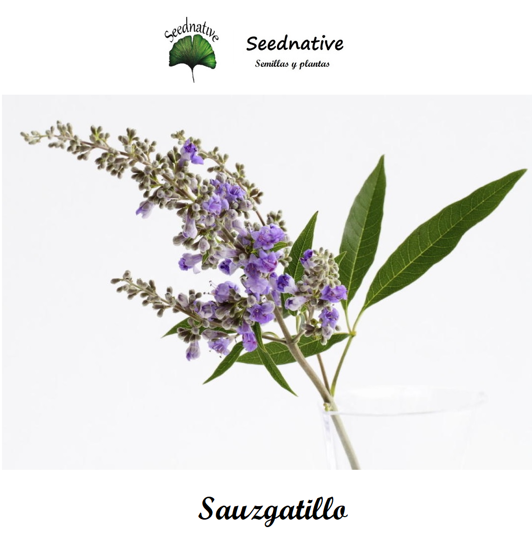 Vitex agnus castus - Sauzgatillo - 100 semillas - Chaste Tree
