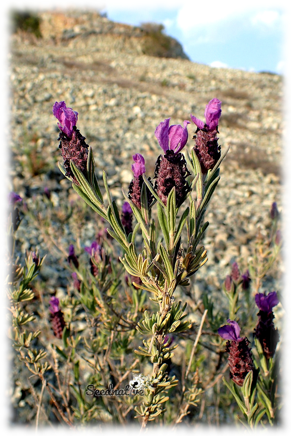 Lavandula stoechas - Cantueso - 300 semillas - French Lavender