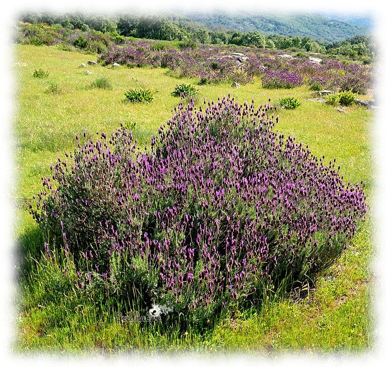 Lavandula stoechas pedunculata - French Lavender - 300 semillas