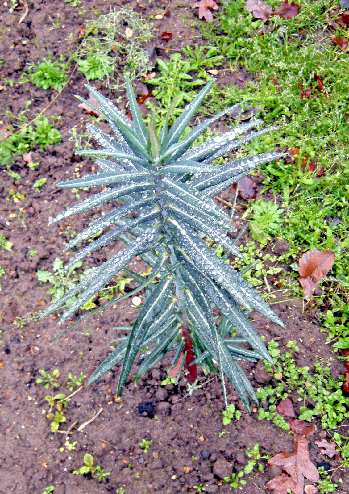 Tártago - Euphorbia lathyris - 15 semillas