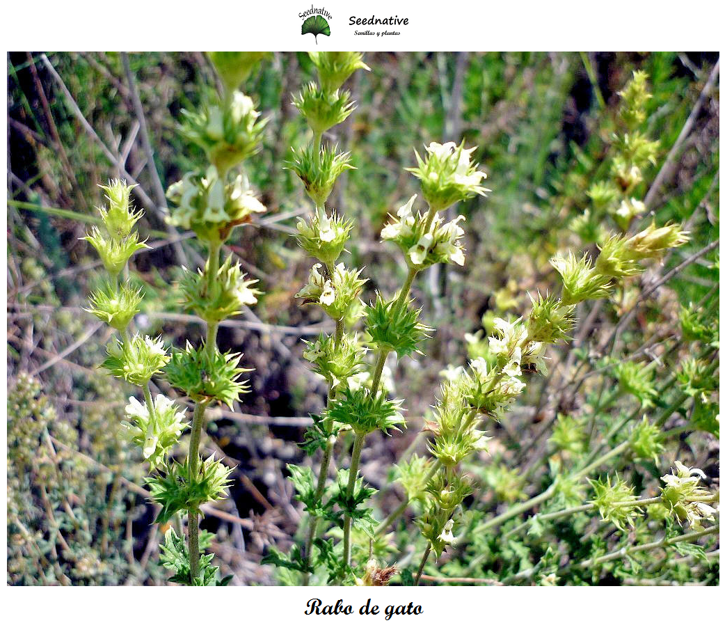 Sideritis angustifolia - Zahareña - 100 semillas