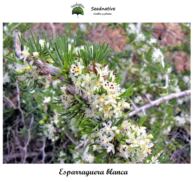 Esparraguera blanca - Asparagus albus - 100 semillas