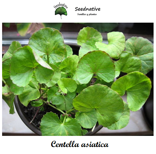 Centella asiatica - Gotu Kola - 30 semillas