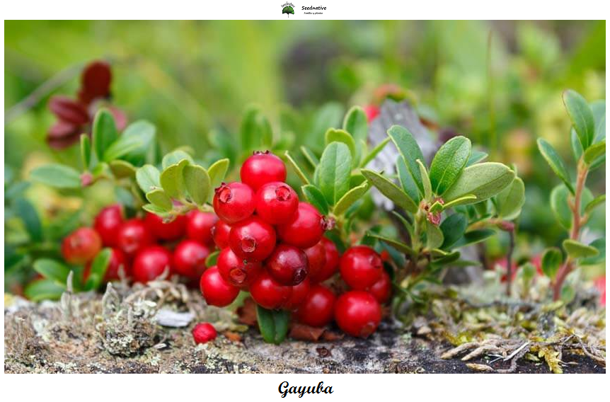 Gayuba - Arctostaphylos uva-ursi - 100 semillas