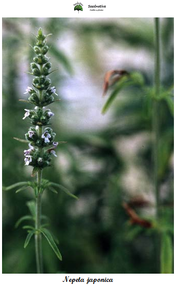 Nepeta japónica - Menta Asiatica - 1000 semillas
