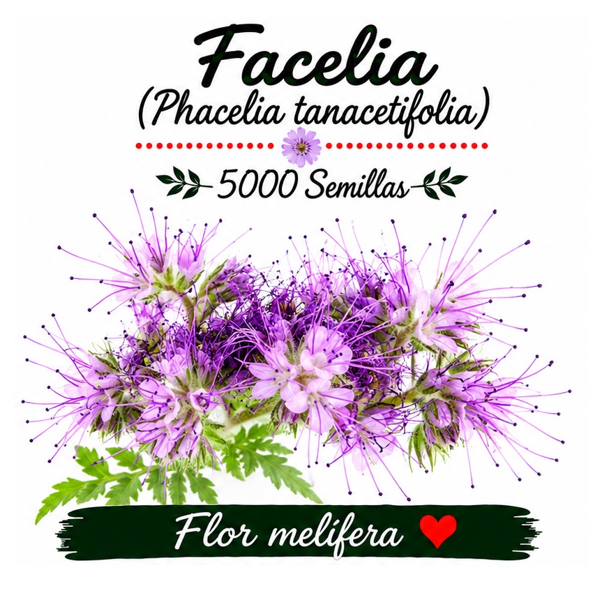 Phacelia tanacetifolia - Facelia - 5000 semillas 