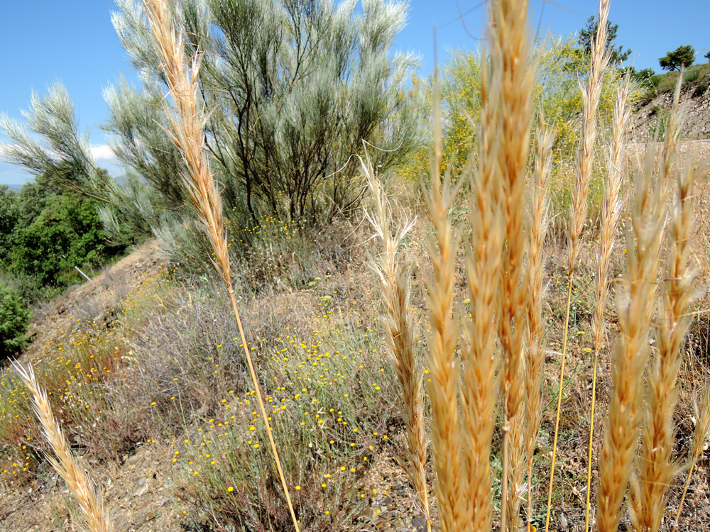 Stipa tenacissima - Esparto - 100 semillas