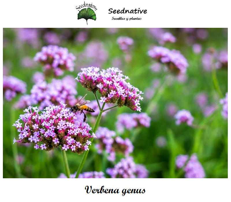Verbena bonariensis - Verbena Genus - 1000 semillas