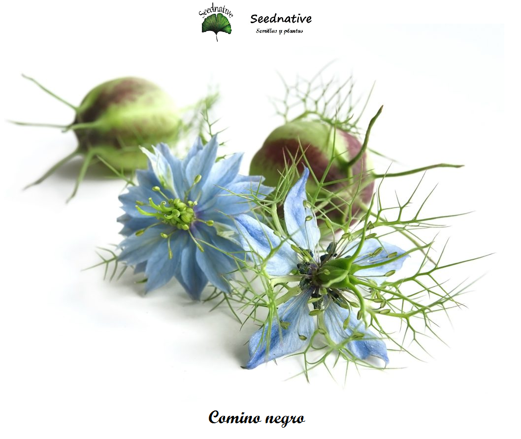 Comino negro - Nigella sativa - 500 semillas - flor azul
