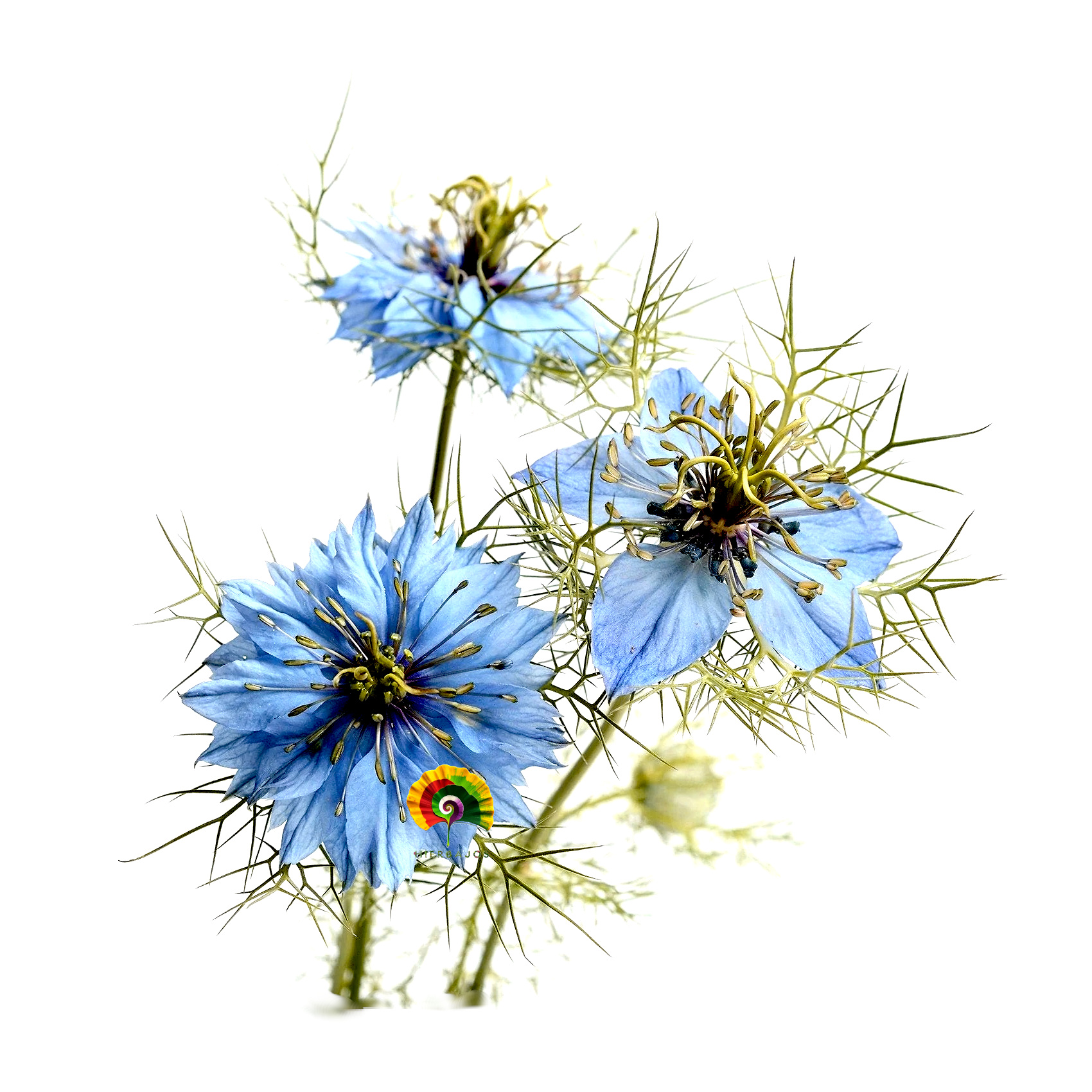 Nigella damascena - Arañuela - 250 semillas