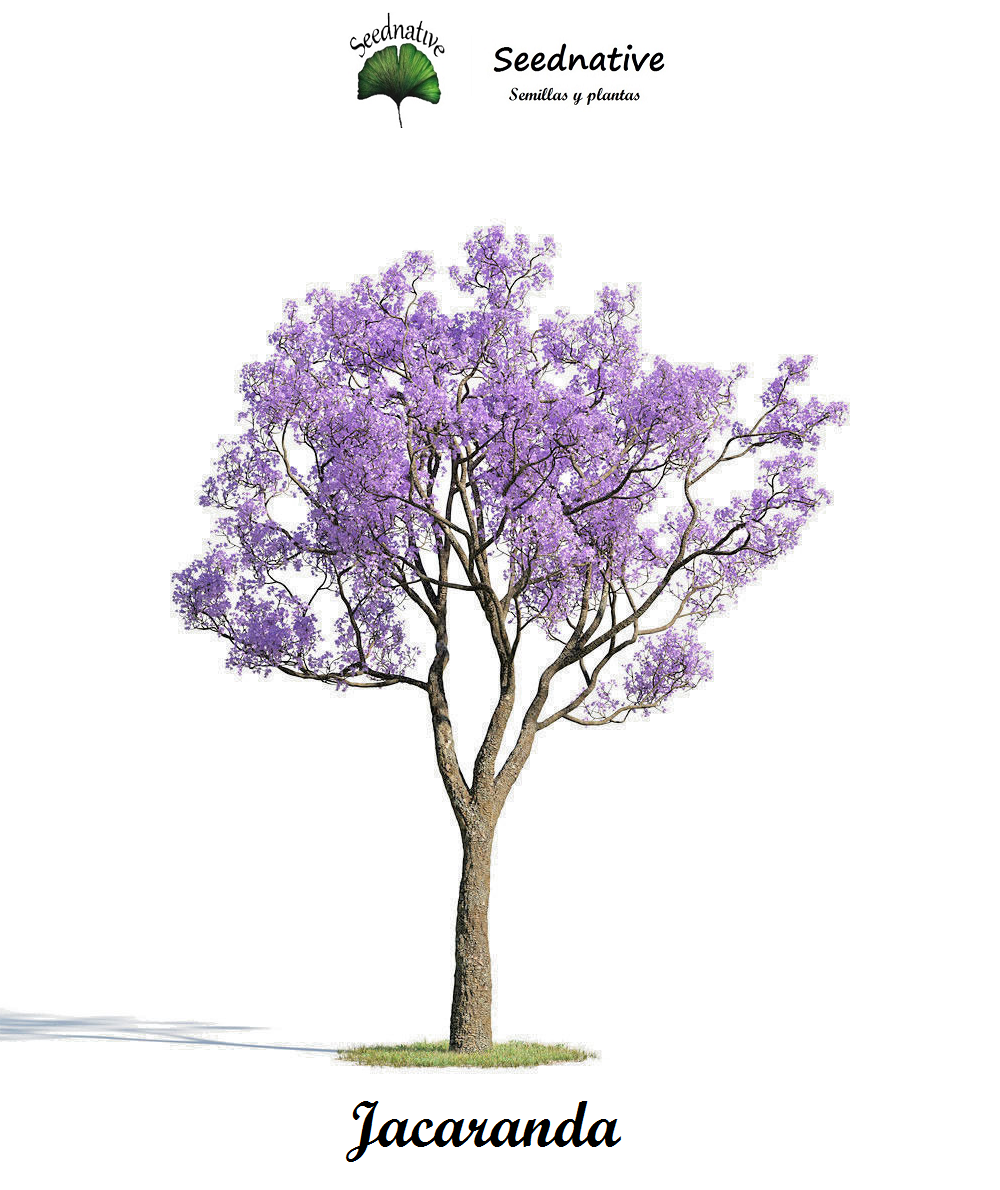Jacaranda mimosifolia - Jacaranda - 100 semillas