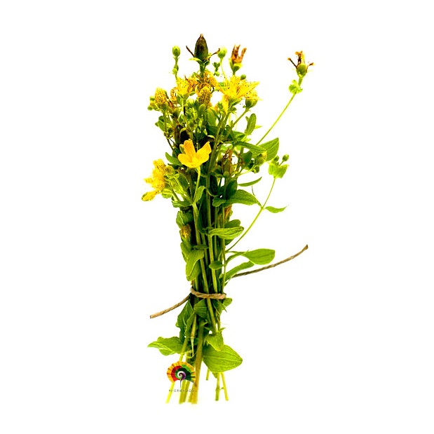 Hypericum perforatum - Hipérico - 1000 semillas
