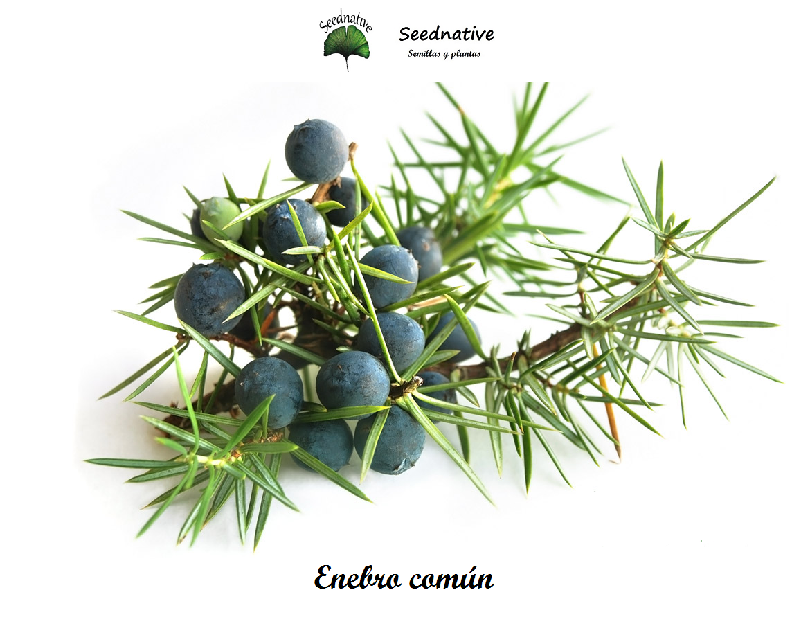 Juniperus communis - Enebro común - 50 semillas - Common juniper
