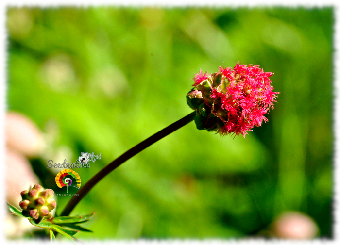 Sanguisorba minor - Sanguisorba - 100 semillas 
