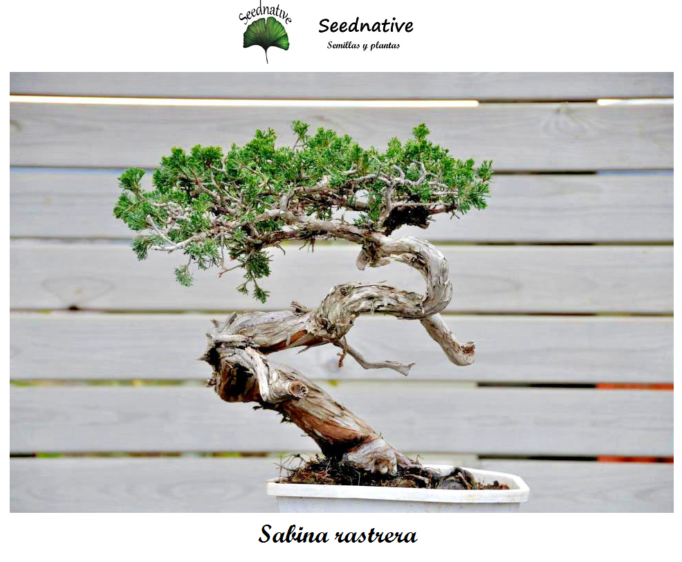 Juniperus sabina - Sabina rastrera - 35 semillas