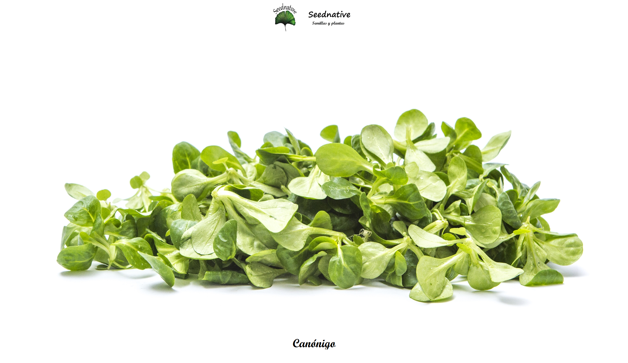 Valerianella locusta - Canónigo - 1000 semillas - Corn Salad