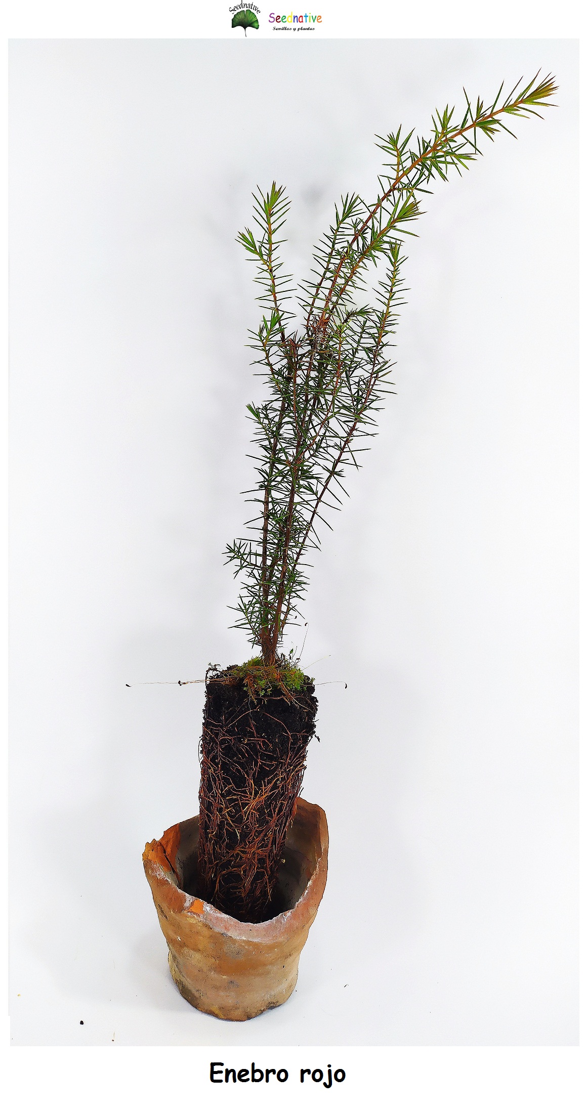 Planta de Enebro rojo - Juniperus oxycedrus - 2 Años