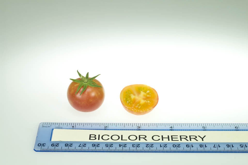Tomate BiColor Cherry - 50 semillas