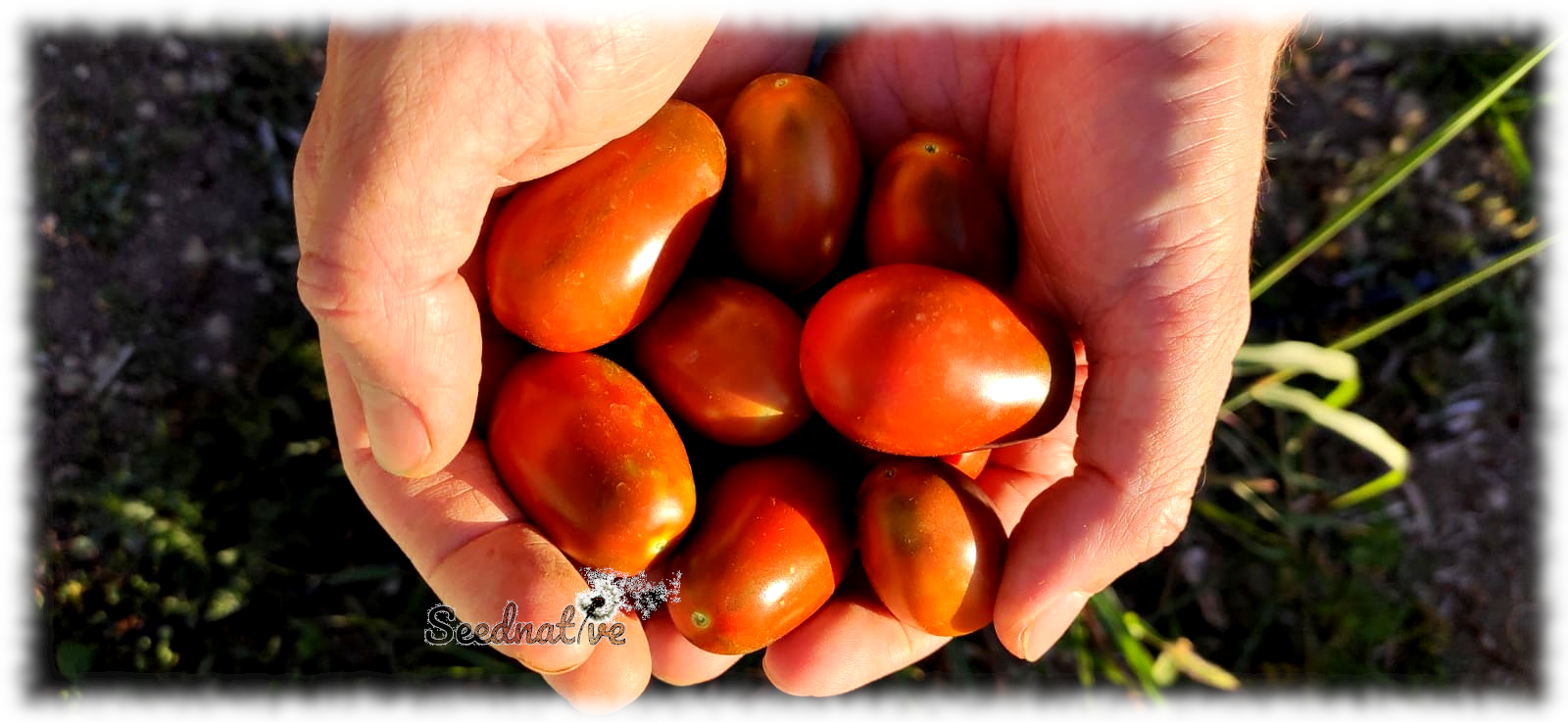 Tomate Ciruela - 50 semillas - Black Plum