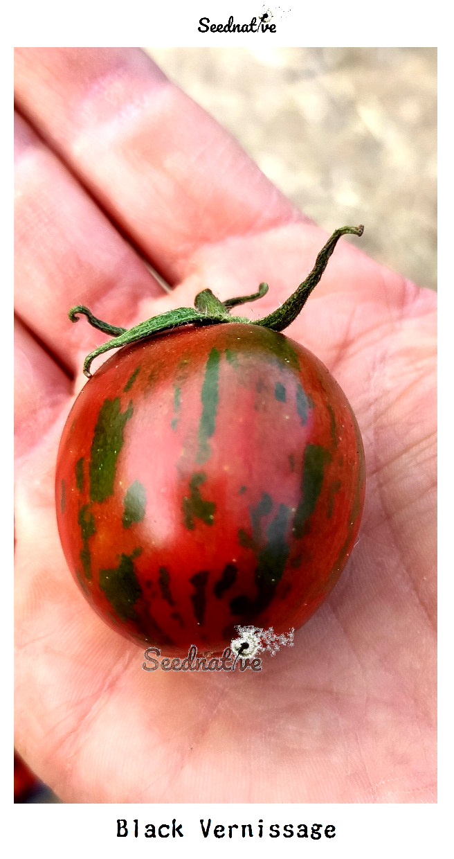 Tomate Black Vernissage - 30 semillas