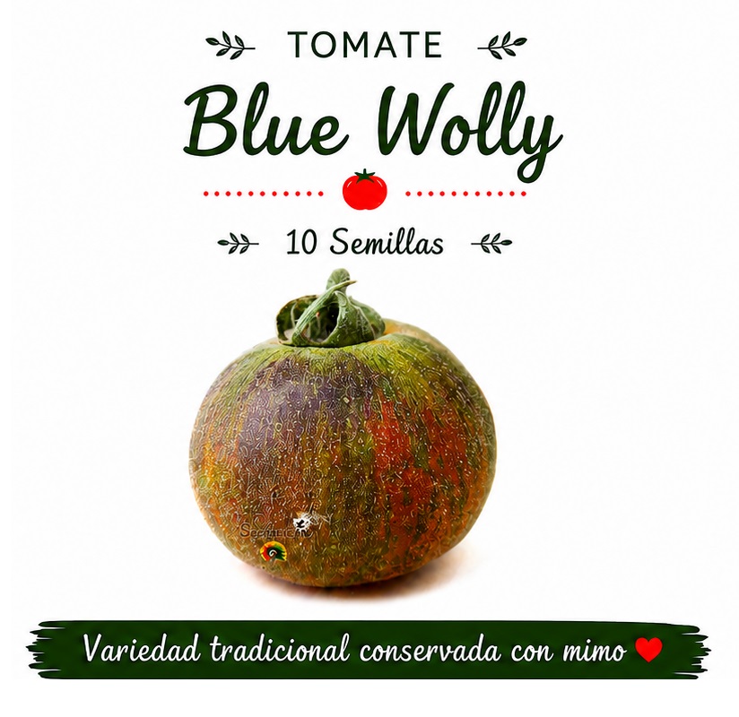 Tomate Blue wolly - 10 semillas 