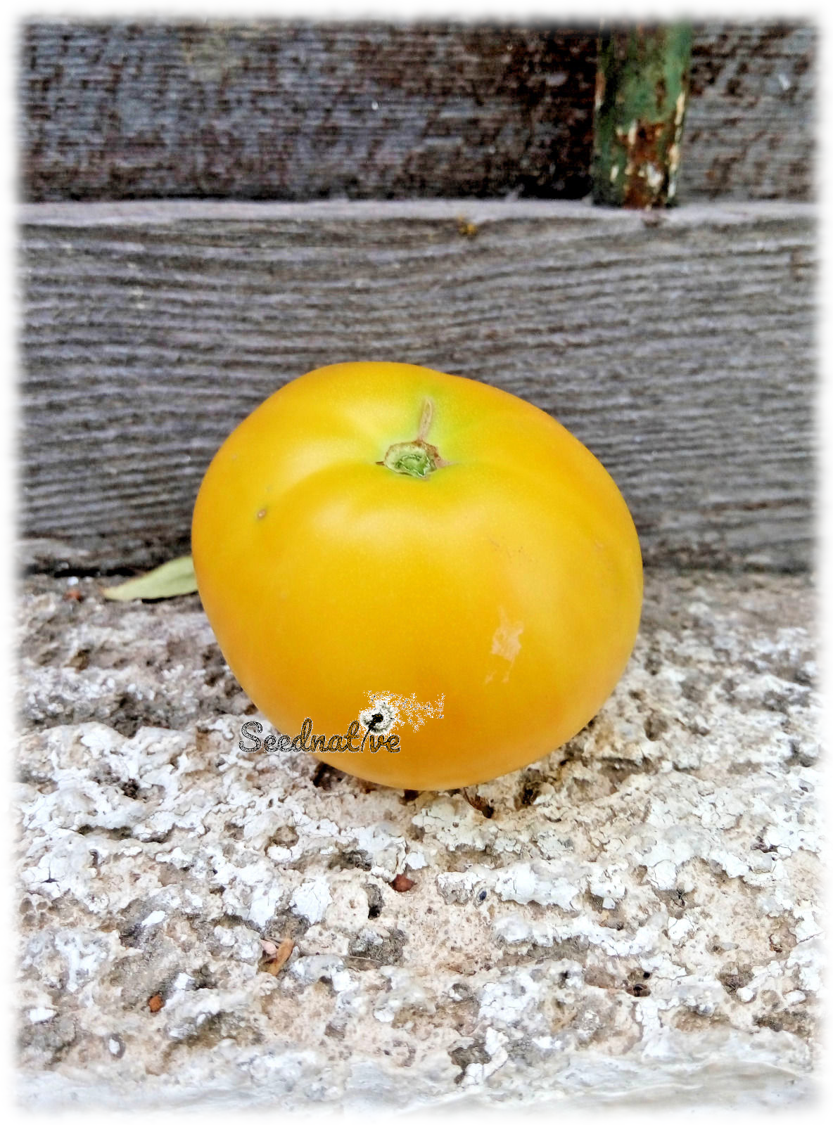 Tomate Bolitas del Sol - 30 semillas