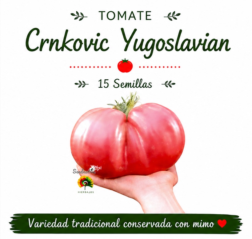 Tomate Crnkovic Yugoslavian - 15 semillas