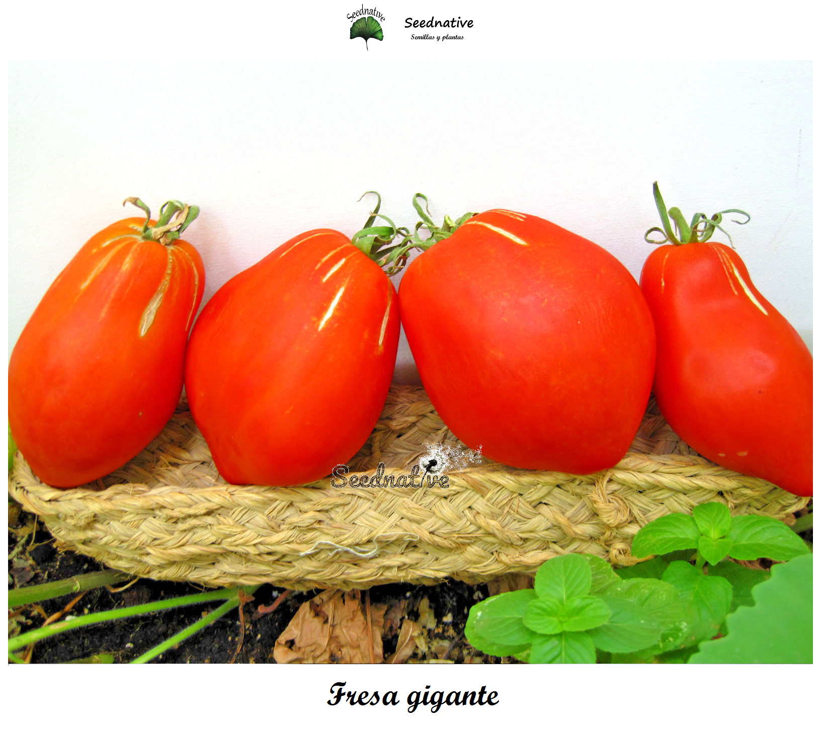 Tomate Fresa gigante - 25 semillas - var. tomate antiguo