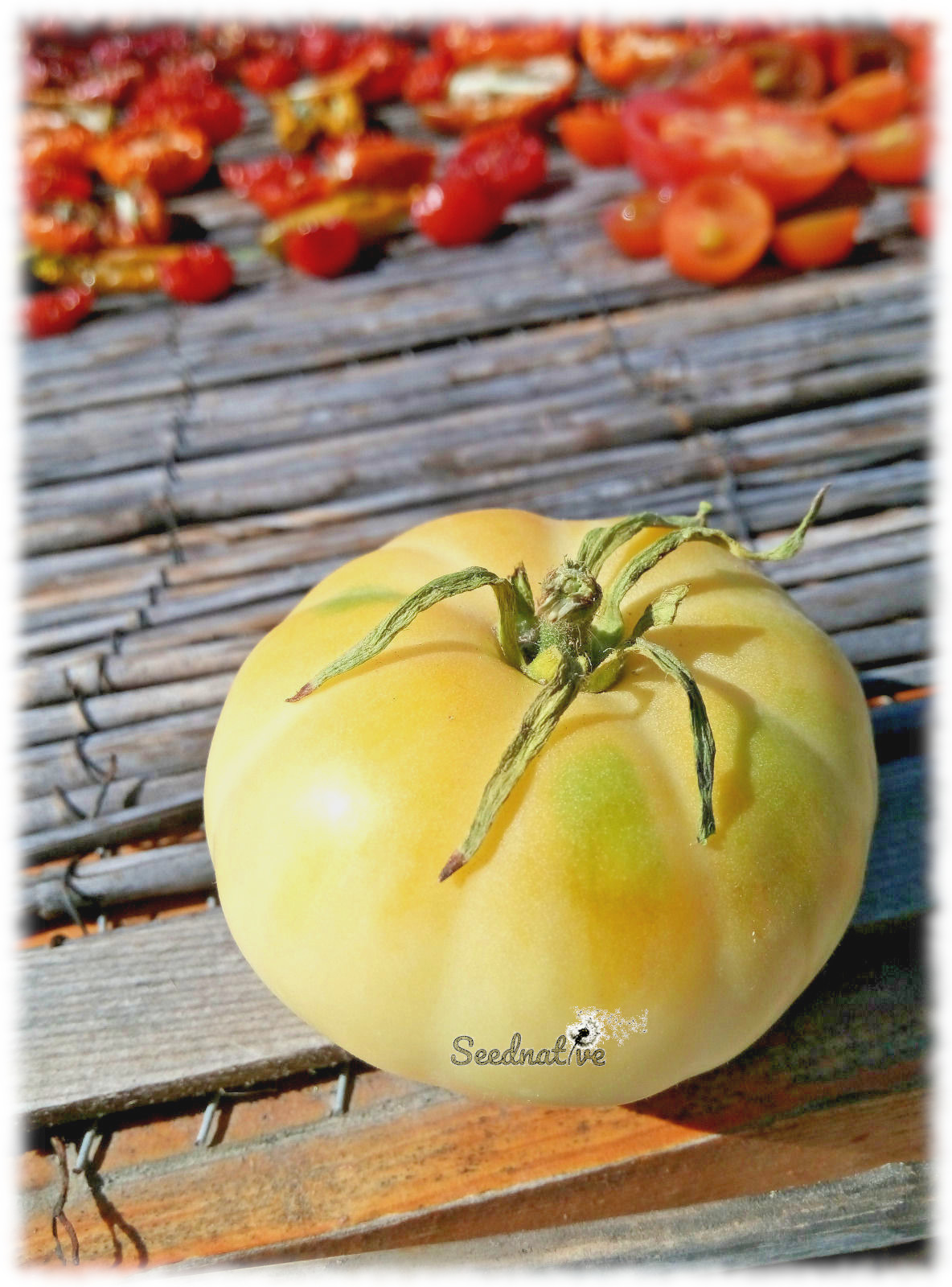 Tomate Great White - 25 semillas