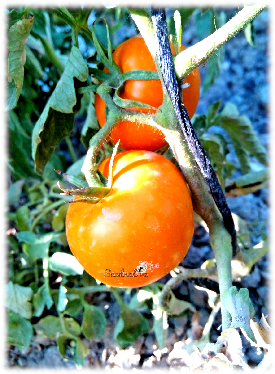 Tomate Persimón - 30 semillas - var. tomate antiguo