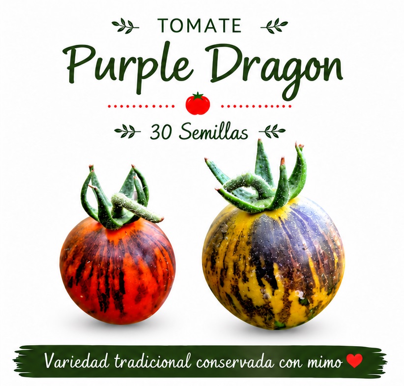 Tomate Purple Dragon - 30 semillas 