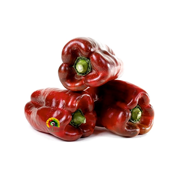 Pimiento Dulce de España - 150 semillas