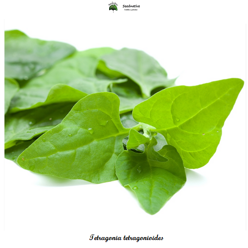 Tetragonia tetragonioides - Espinaca de Nueva Zelanda - 100 semillas