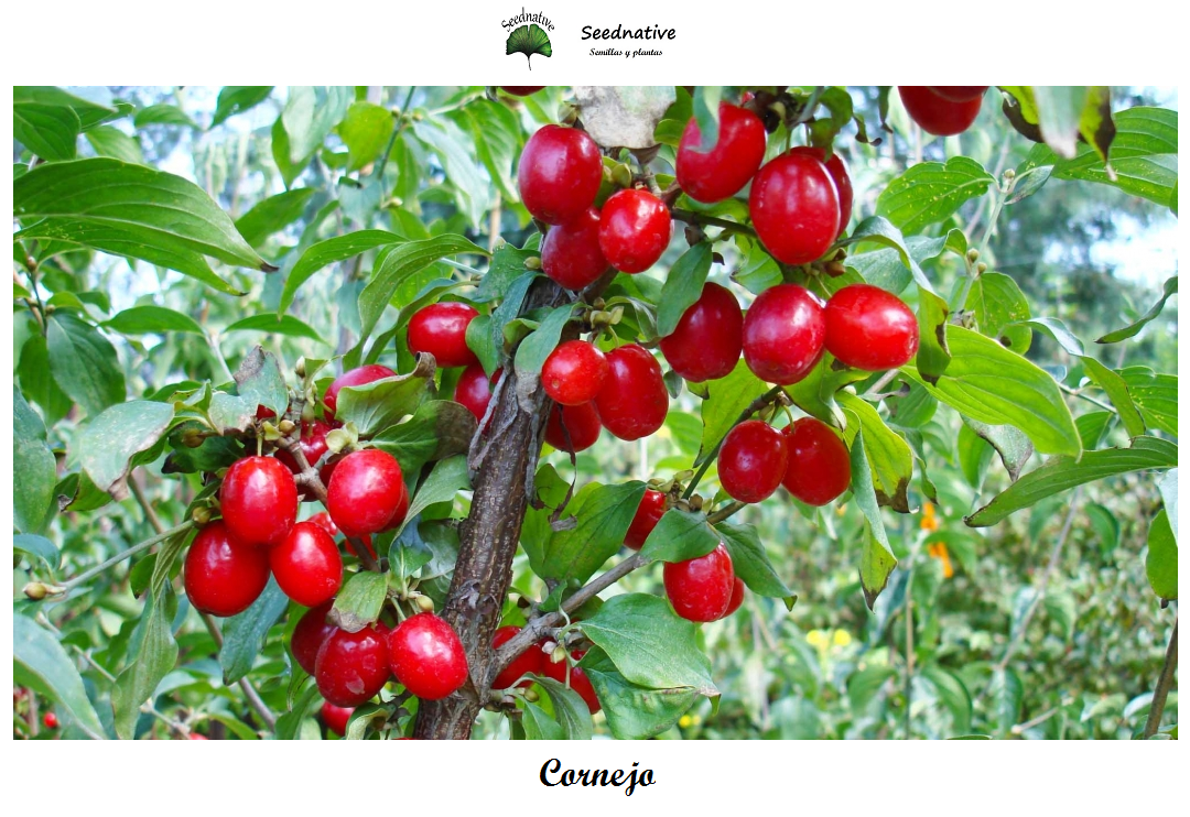 Cornus mas - Cornejo macho - 30 semillas - Cornelian Cherry