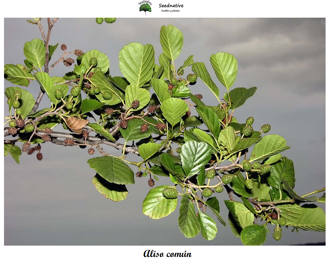 Alnus glutinosa - Aliso común - 1000 semillas