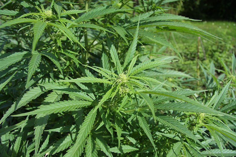 Cannabis sativa - Cañamo - 20 semillas