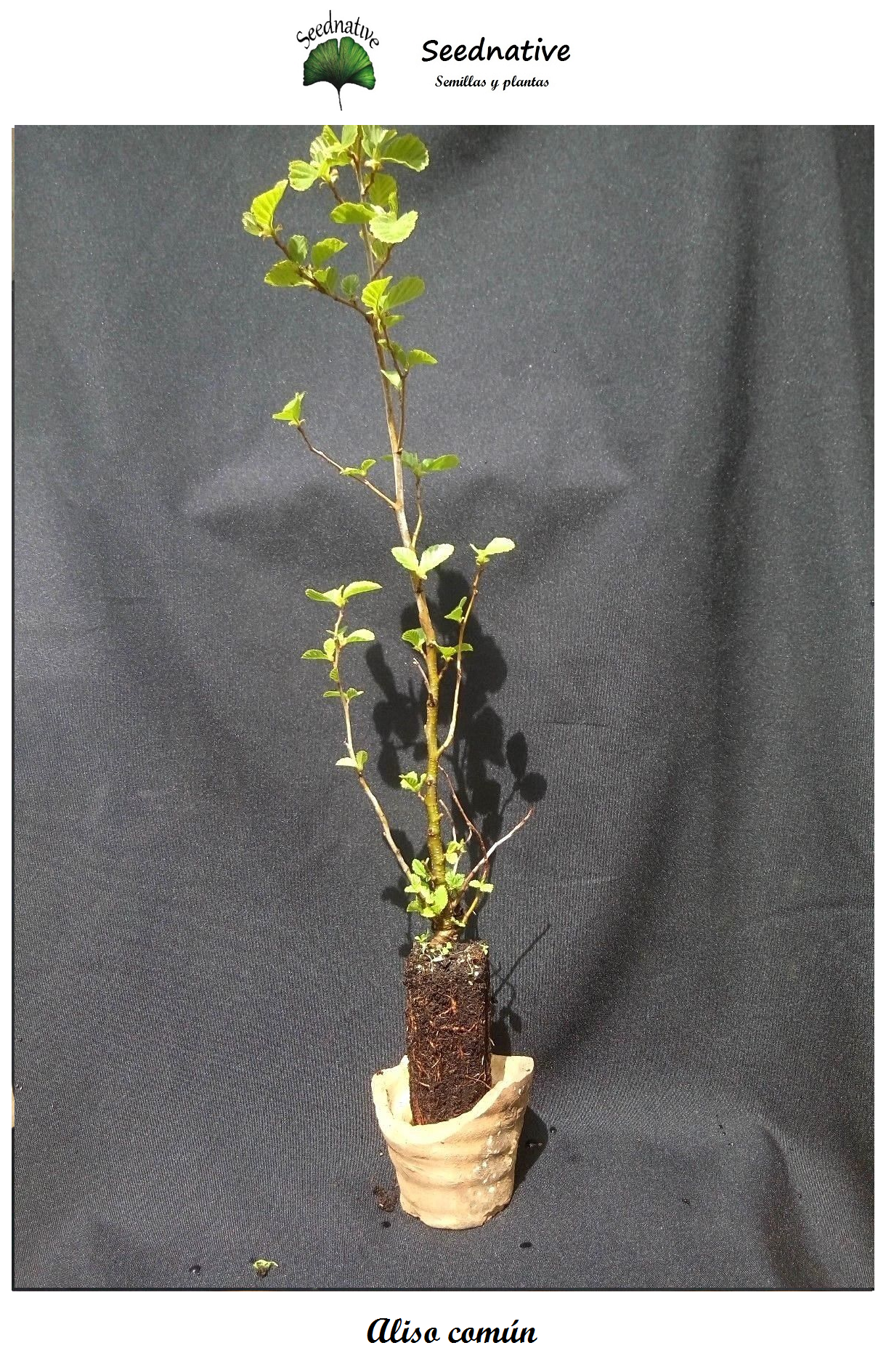Planta de Alnus glutinosa - Aliso común - 2 Años