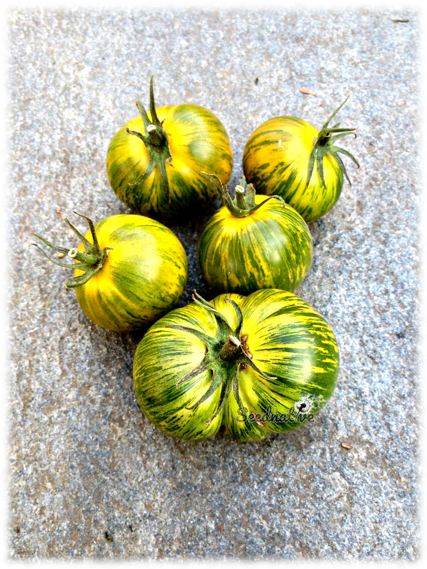 Tomate Green zebra - 30 semillas 